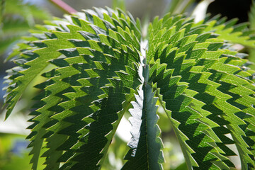 Leaves of a melianthus major honeybush plant