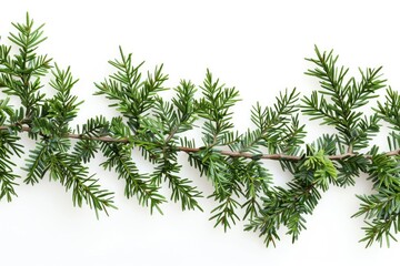 A close-up shot of a tree branch with intricate details and textures