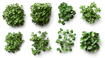 Poster - Set of cutout dichondra creeper plants and vines isolated on white realistic 3d rendering of lush green foliage natural design elements