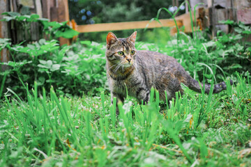 Gracious tabby cat walking on a grass in a field and looking for a mouse. Predator in natural environment.