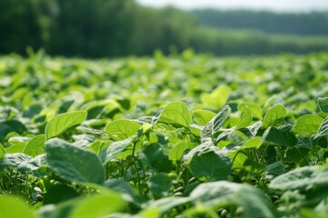 Aufkleber - The lush meadow is abundant with tall grasses and flourishing soybean crops, showcasing nature's beauty in a tranquil rural setting. Generative AI