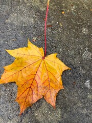 autumn leave on the ground