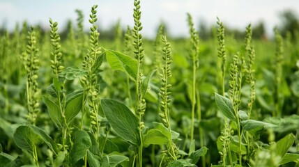 Poster - A vibrant green meadow showcases tall grasses and flourishing soybean plants basking in the sun on a warm summer day. Generative AI