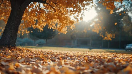 Wall Mural - A low angle view of a tree with golden leaves in a park. Sunlight is shining through the branches and the ground is covered in fallen leaves.