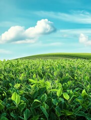 Leinwandbilder - The meadow features vibrant green grasses and healthy soybeans, stretching under a wide blue sky dotted with fluffy clouds. Generative AI