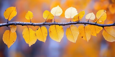 Poster - Yellow leaves on a birch twig. Selective focus.