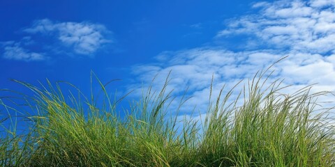 Poster - grass with a blue sky backdrop