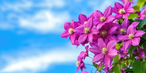 Poster - Vibrant purple clematis blooms set against a blue sky that offers copy space.