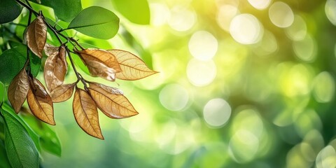Poster - Close-up of Hevea brasiliensis with dried latex, set against a blurred green leaf backdrop and bokeh, featuring copyspace.