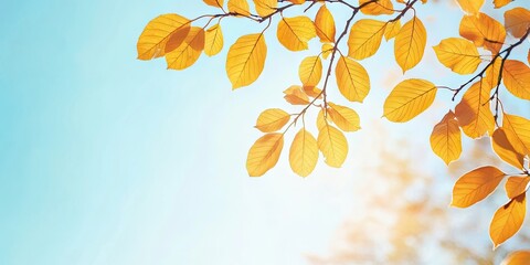 Poster - Autumn yellow leaves on branches in a park against a blue sky, with copy space.