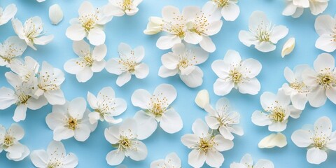 Aufkleber - Spring background featuring beautiful white blossom flowers on blue paper. Top view, flat lay. Summer theme. Creative arrangement.