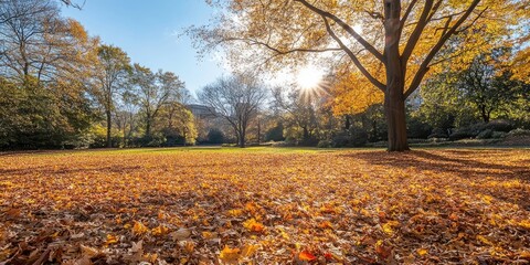 Poster - Ground blanketed with fallen leaves on a sunny autumn day