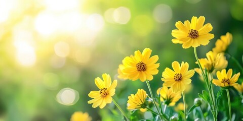 Poster - yellow flowers set against a green bokeh background