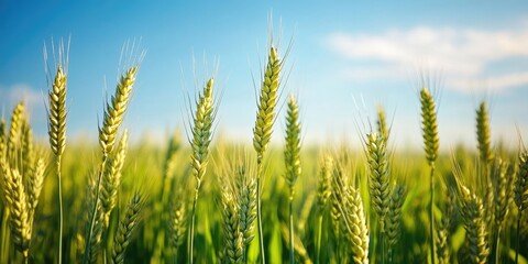 Poster - green wheat field under a blue sky