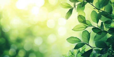 Aufkleber - Natural green backdrop, close-up of green leaves with a blurred background and bright sunlight. Summer view of leaves against a lime-toned background.