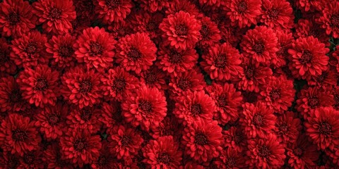 Poster - Close-up view from above of red chrysanthemums. A consistent carpet of red flowers for autumn. The natural arrangement of the postcard. A vibrant designer floral backdrop.