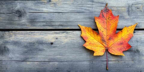 Sticker - Autumn's colorful maple leaf on a wooden background