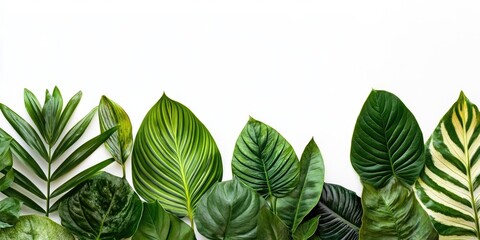 Poster - Group of diverse leaves on a white background. Tropical plant leaves showcasing their texture. Concept with copy space for text.