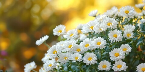 Poster - White flowers in full bloom in the fall garden.