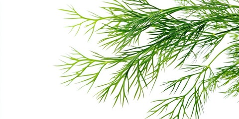 Aufkleber - Close-up image of a branch of fresh green dill leaves set against a white background.