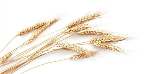 Poster - wheat on a white background