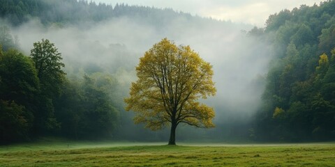 Poster - Fog covering trees and meadow. Scene captured early in the morning.