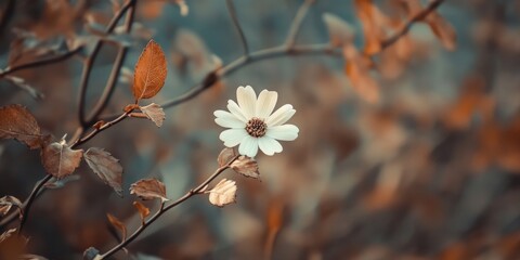 Sticker - Panorama frame of a white flower from a plant with brown leaves set against a blurred background.