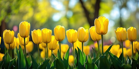 Fototapete - A row of yellow tulip flowers stretches into the distance, set against a spring bloom backdrop.