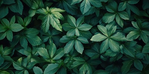 Poster - Green nature with copyspace suitable for use as a background or wallpaper.