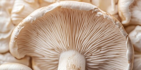 Poster - Close-up shot of a slice of champignon mushroom.
