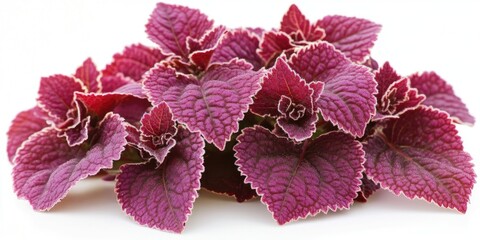 Poster - Beautiful ornamental flowers, Coleus leaves can be reddish or purple. They are known scientifically as Plectranthus scutellarioides, Coleus blumei, and Solenostemon scutellarioides.