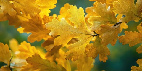 Poster - Closeup of beautiful yellow oak autumn leaves. Background featuring an autumn landscape. Abstract autumn background with golden oak. Nature forest background in autumn for design. Copy space.