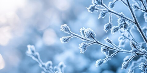 Poster - close-up of snowy and frosty tree branches