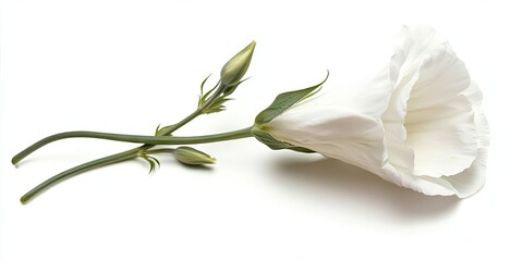 Aufkleber - Beautiful Lisianthus flower isolated against a white background.