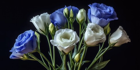 Leinwandbilder - Blue and white lisianthus flower macro, vintage fine art still life featuring blooms, buds, stem, green leaves, pollen, and a black background.