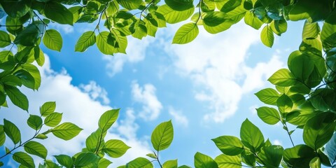 Poster - group of green leaves and sky, clouds and blue sky, garden green leaves, green leaves produce oxygen
