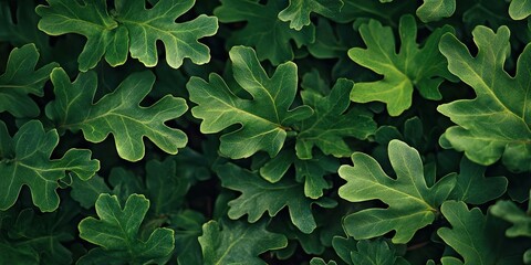 Sticker - Background of fresh green oak leaves