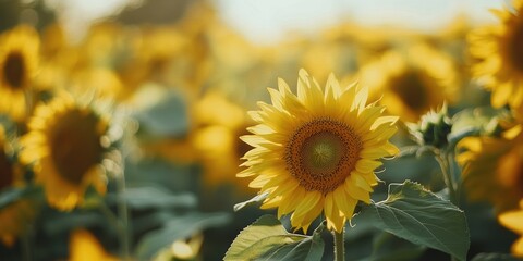 Poster - The sunflower field blossoms during summer. Selective focus. Nature.