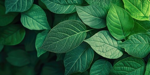 Poster - Green leaf texture backdrop. Copyspace.