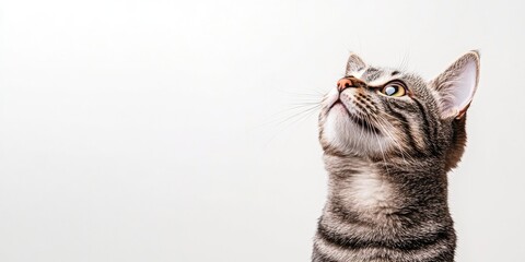 Poster - Close-up of a curious Grey tabby cat gazing up at the copyspace area, set against a white background.