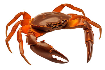 Poster - vibrant orange crab with detailed textures is isolated on white background, showcasing its claws and shell. image highlights crab natural beauty and intricate design