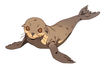 Poster - cute seal with large eyes and whiskers is isolated on white background. Its flippers are spread out, and it appears to be playfully looking forward