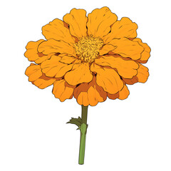 Poster - vibrant marigold flower with lush orange petals and green stem isolated on white background, showcasing its natural beauty and intricate details