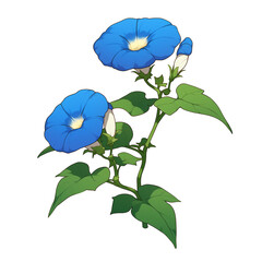Aufkleber - Blue morning glory flowers with green leaves isolated on white background, showcasing their vibrant color and delicate petals. Perfect for botanical studies or floral designs