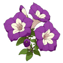 Aufkleber - Purple petunia flowers with green leaves isolated on white background