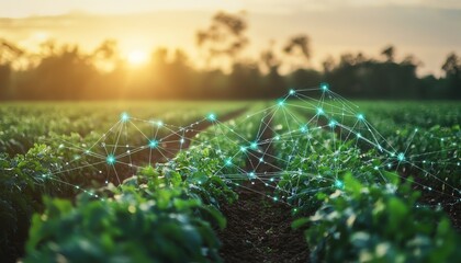 Aufkleber - Wide view of a field with green plants connected by digital AI data lines, highlighting the synergy of artificial intelligence and precision agriculture for sustainable farming