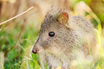 Wall Mural - The long-nosed potoroo is a small, hopping mammal native to forests and shrubland of southeastern Australia and Tasmania.