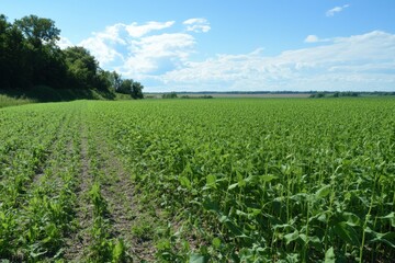 Aufkleber - The meadow showcases tall grasses and vibrant soybeans, basking in sunlight under a clear blue sky, typical of agricultural landscapes. Generative AI