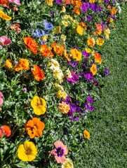 Poster - A vibrant display of colorful flowers fills the green meadow, creating a picturesque view during a sunny spring day. Generative AI