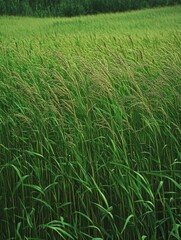 Leinwandbilder - The vibrant green meadow showcases tall grasses and thriving soybeans basking in the warm sunlight of summer, a serene agricultural landscape. Generative AI